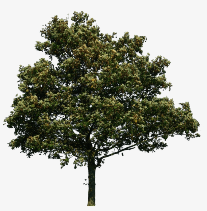 Detail Download Png Tree Nomer 8