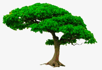 Detail Download Png Tree Nomer 9