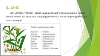 Detail Download Ppt Tanaman Obat Nomer 12