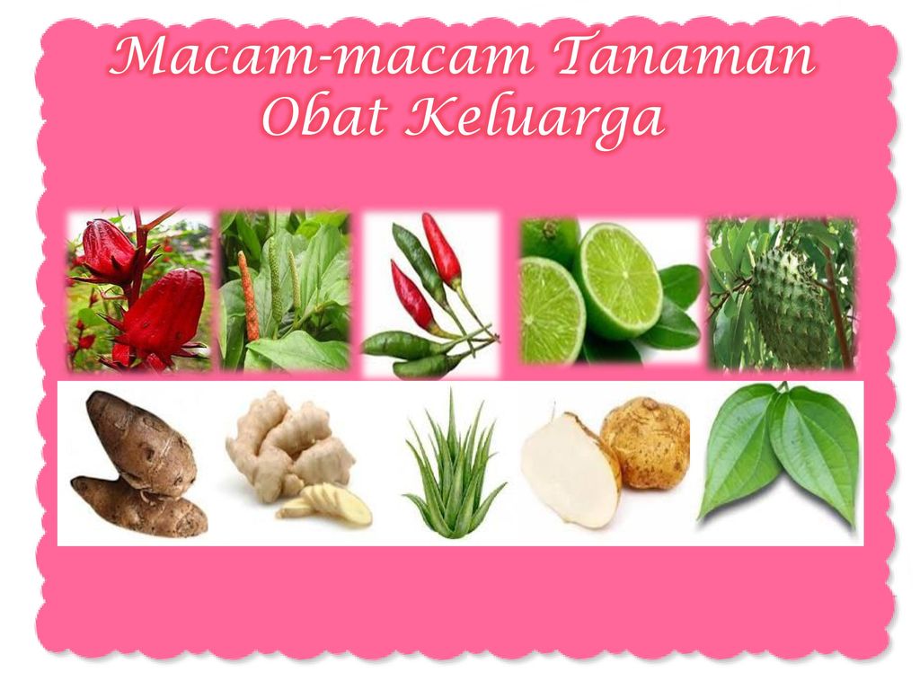 Detail Download Ppt Tanaman Obat Nomer 5