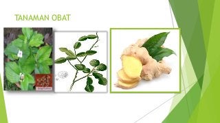 Detail Download Ppt Tanaman Obat Nomer 8