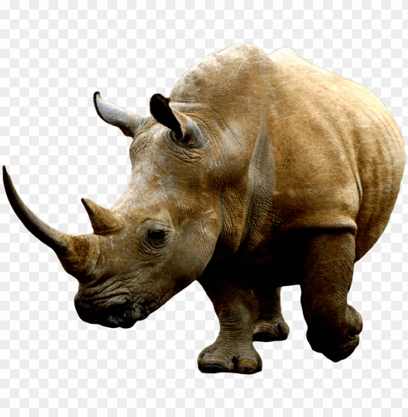Detail Download Rhino Nomer 48