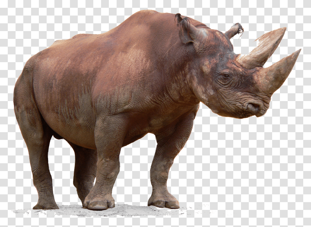 Detail Download Rhinoceros Nomer 9