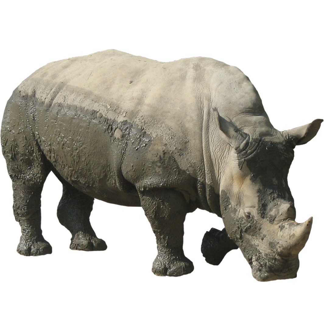 Detail Download Rhinoceros Nomer 16