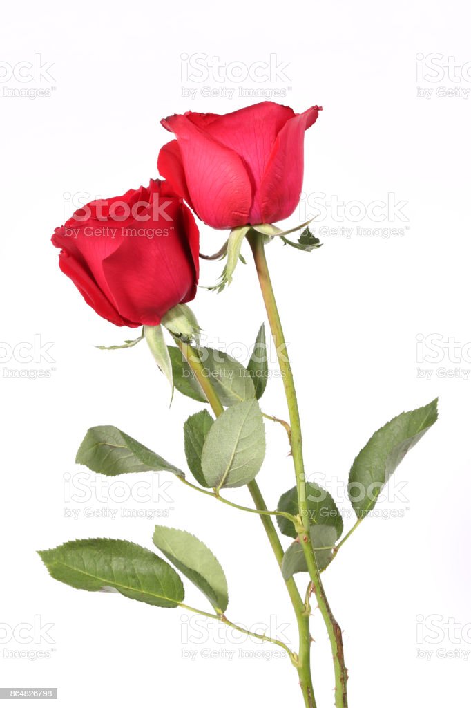 Detail Download Rose Flower Nomer 32