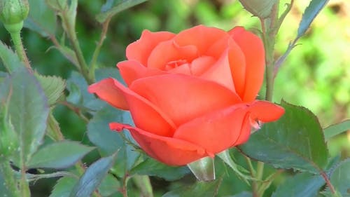 Detail Download Rose Flower Nomer 53
