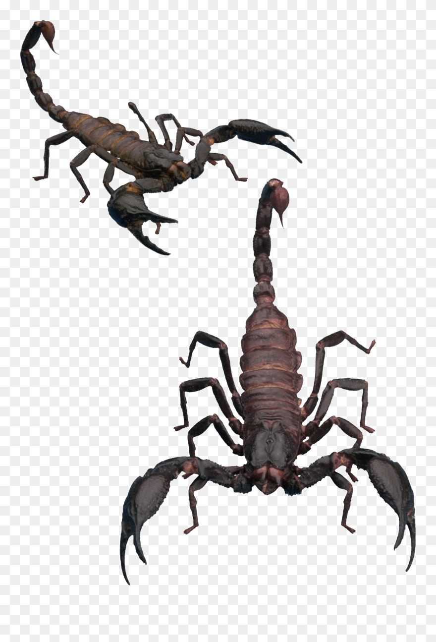 Detail Download Scorpion Nomer 18