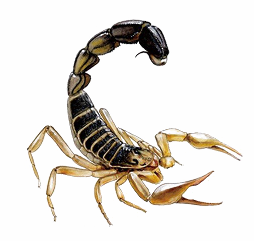 Detail Download Scorpion Nomer 20