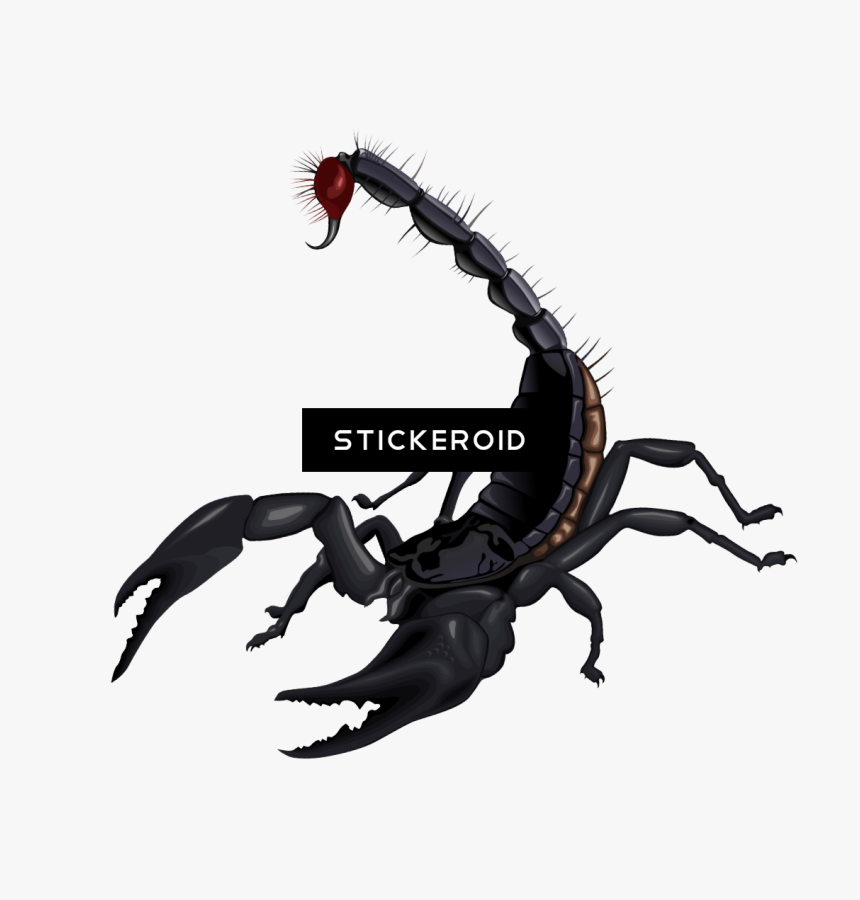 Detail Download Scorpion Nomer 37