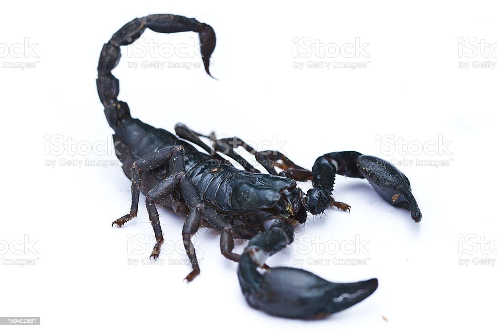 Detail Download Scorpion Nomer 47