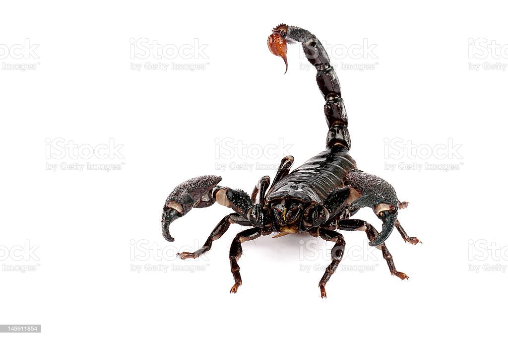 Detail Download Scorpion Nomer 49