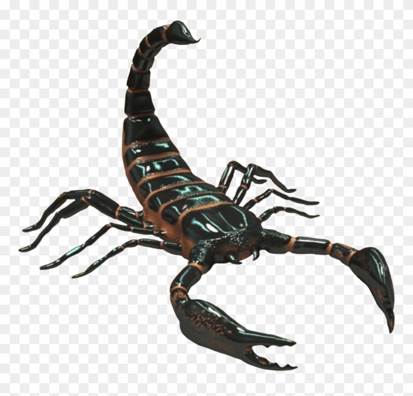 Detail Download Scorpion Nomer 56