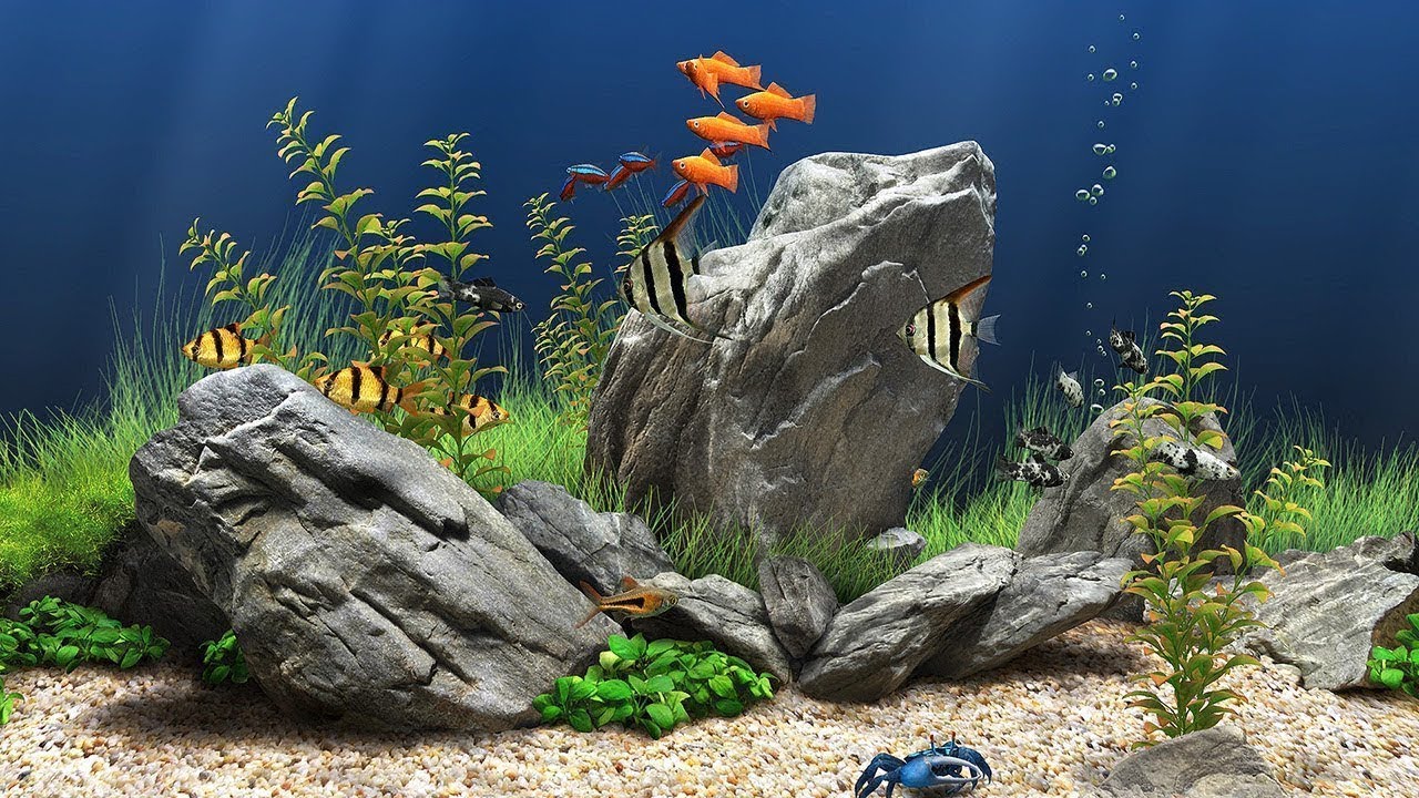 Detail Download Screensaver Aquarium Bergerak Nomer 15