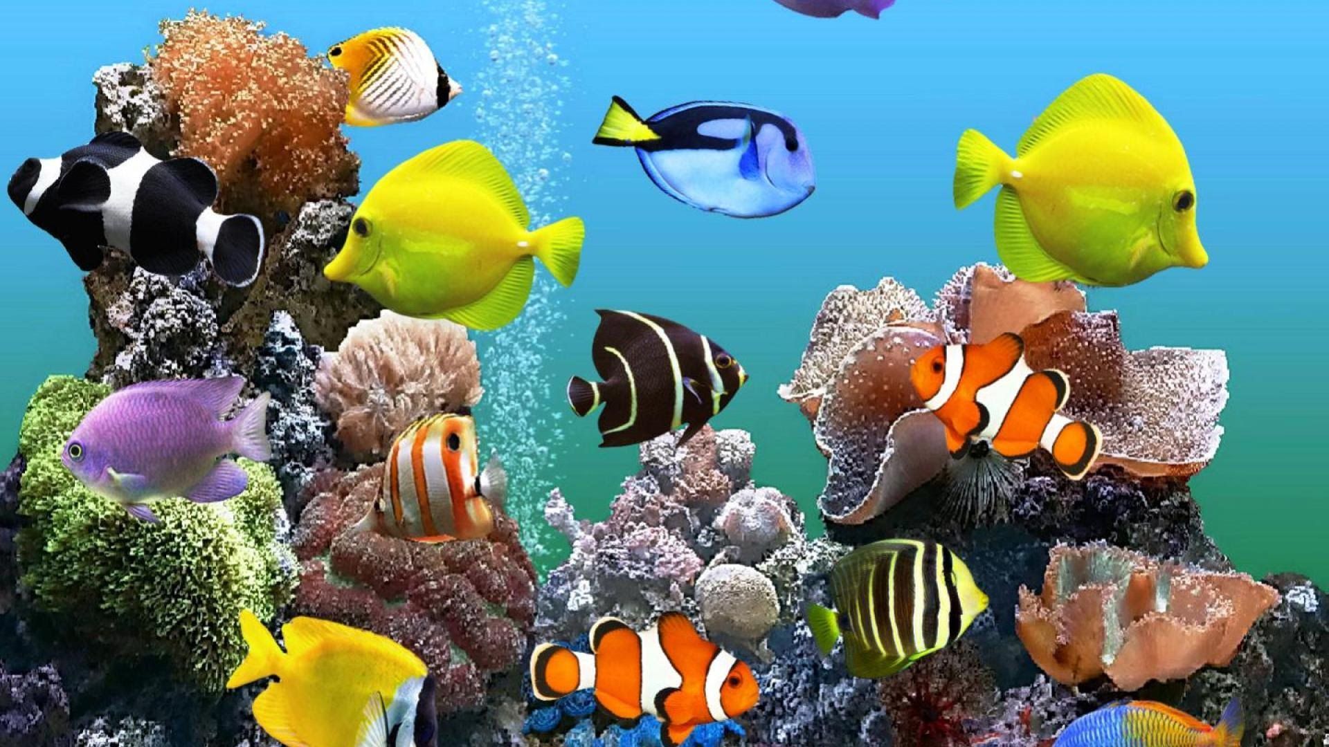 Detail Download Screensaver Aquarium Bergerak Nomer 23