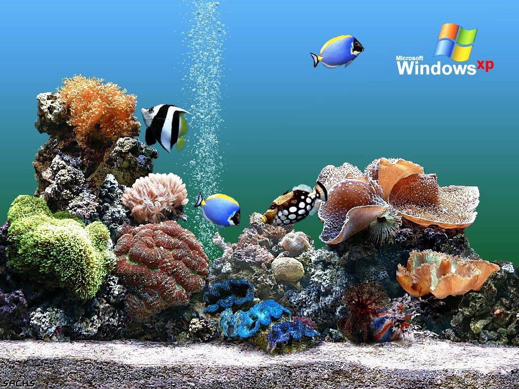 Detail Download Screensaver Aquarium Bergerak Nomer 25