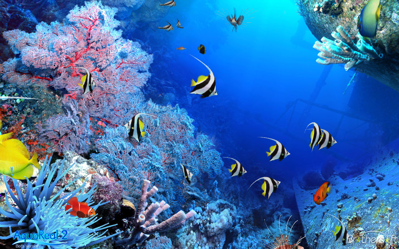 Detail Download Screensaver Aquarium Bergerak Nomer 45