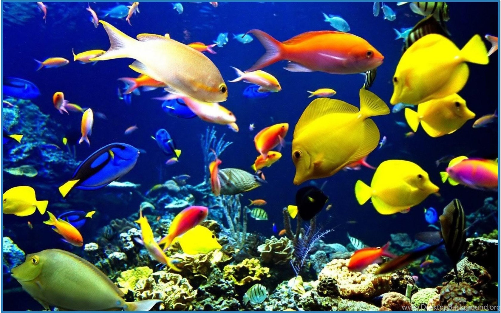 Detail Download Screensaver Aquarium Bergerak Nomer 47