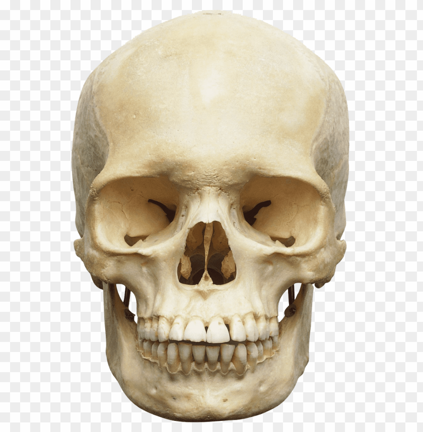 Detail Download Skull Nomer 42