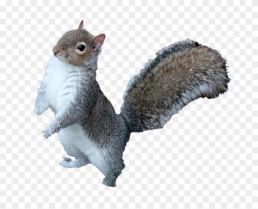 Detail Download Squirrel Nomer 9