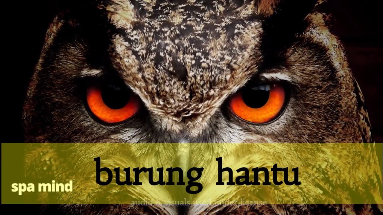 Detail Download Suara Burung Hantu Seram Nomer 17