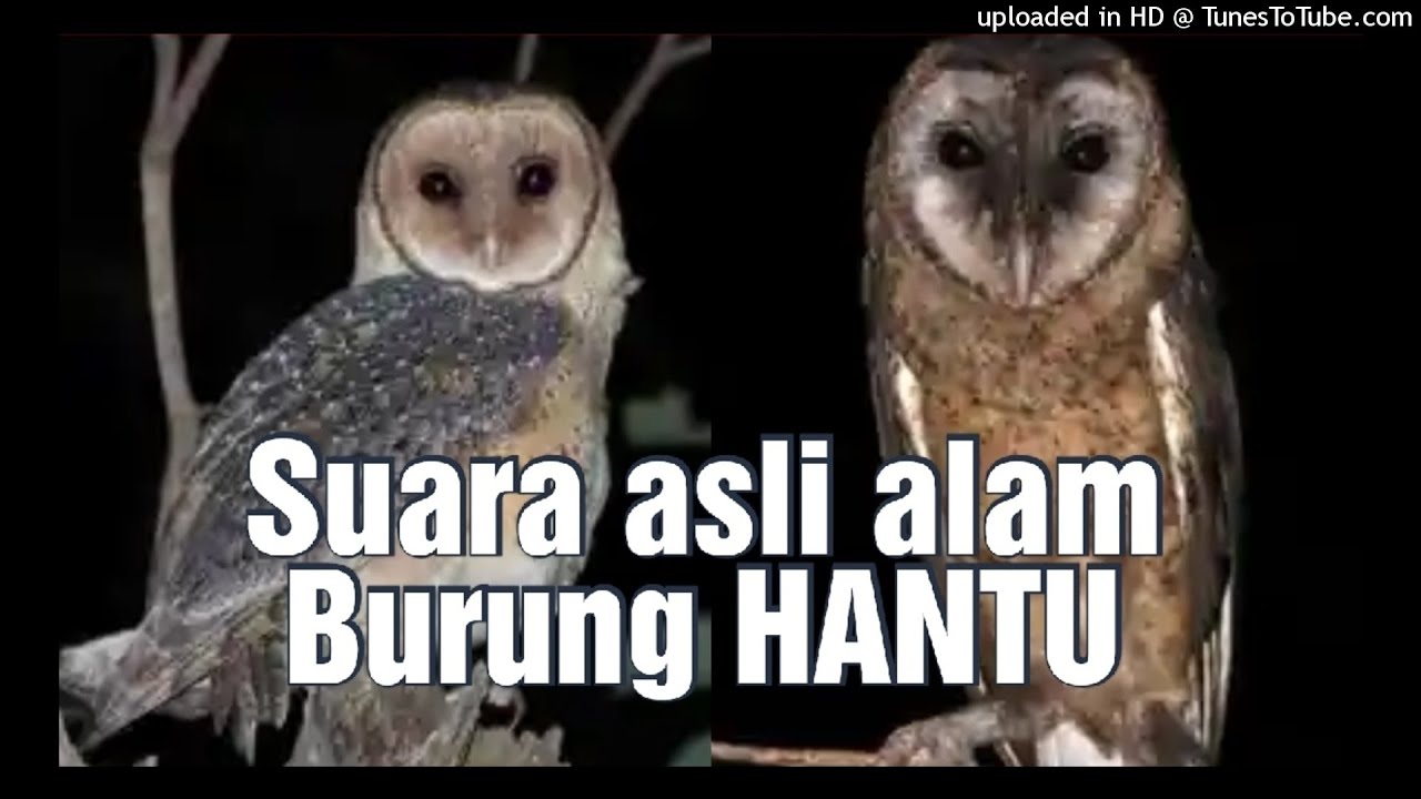 Detail Download Suara Burung Hantu Seram Nomer 21