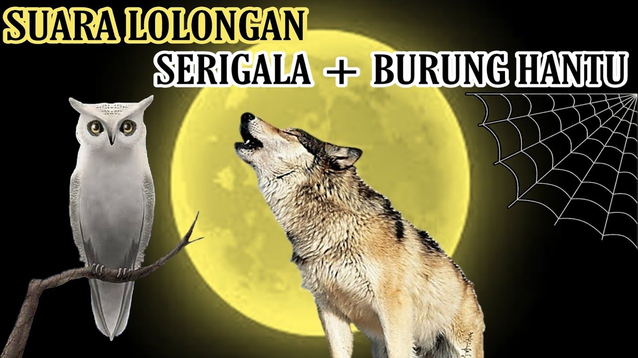 Detail Download Suara Burung Hantu Seram Nomer 35