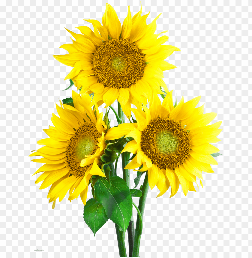Detail Download Sunflower Nomer 35