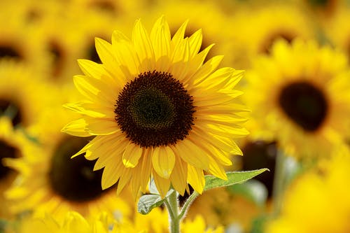 Detail Download Sunflower Nomer 9