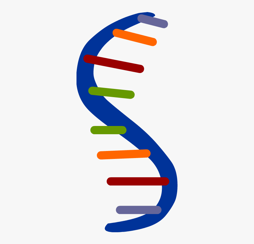 Rna Clipart - KibrisPDR