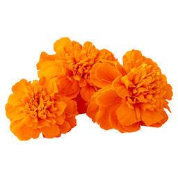 Afrikanische Blume Orange - KibrisPDR