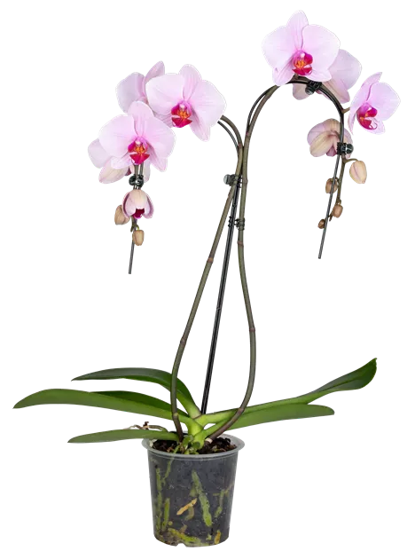 Detail Lila Orchidee Nomer 17