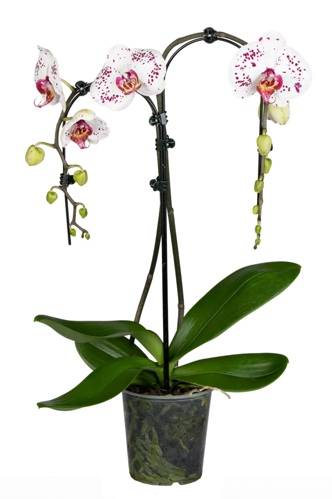 Detail Lila Orchidee Nomer 25