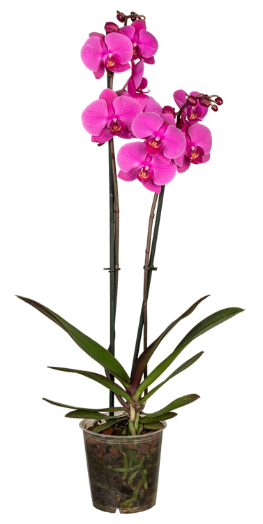 Detail Lila Orchidee Nomer 5