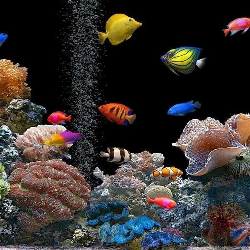 Detail Download Wallpaper Animasi Aquarium Nomer 20