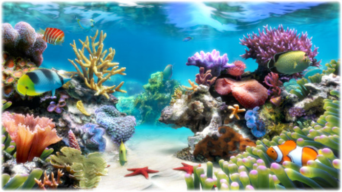 Detail Download Wallpaper Animasi Aquarium Nomer 34