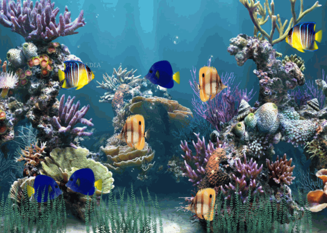 Detail Download Wallpaper Animasi Aquarium Nomer 6