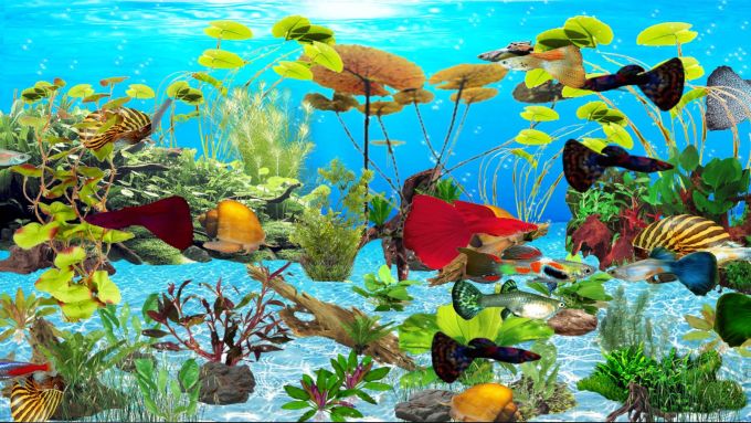 Detail Download Wallpaper Animasi Aquarium Nomer 50