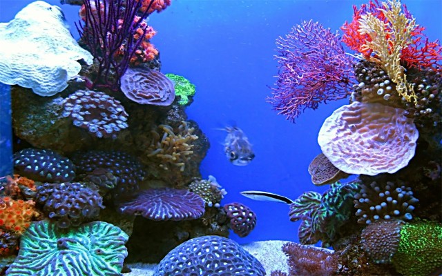 Detail Download Wallpaper Animasi Aquarium Nomer 51