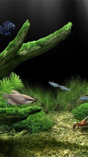 Detail Download Wallpaper Aquarium Nomer 24