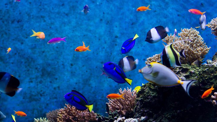 Detail Download Wallpaper Aquarium Nomer 38