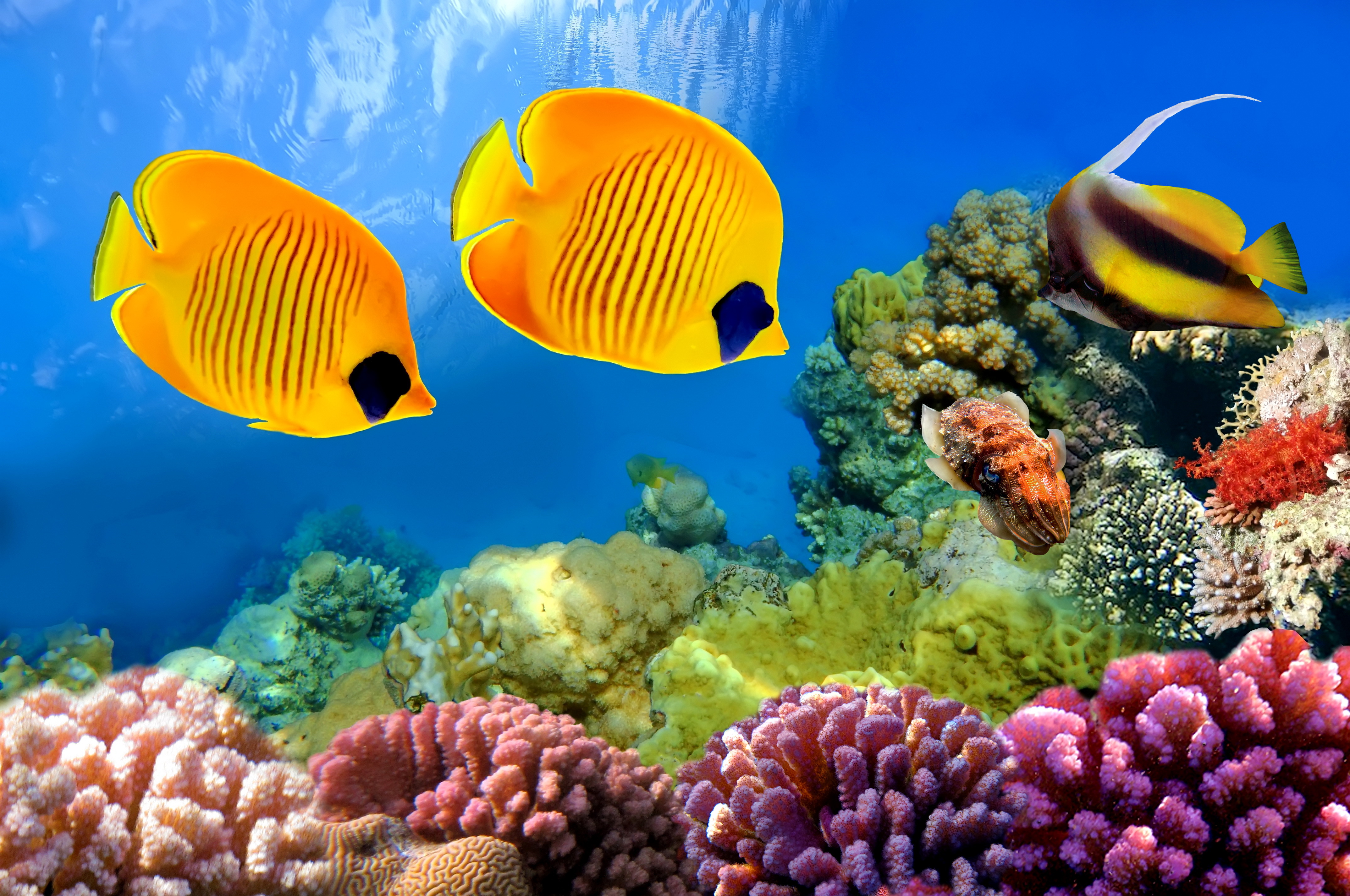 Detail Download Wallpaper Aquarium Nomer 46