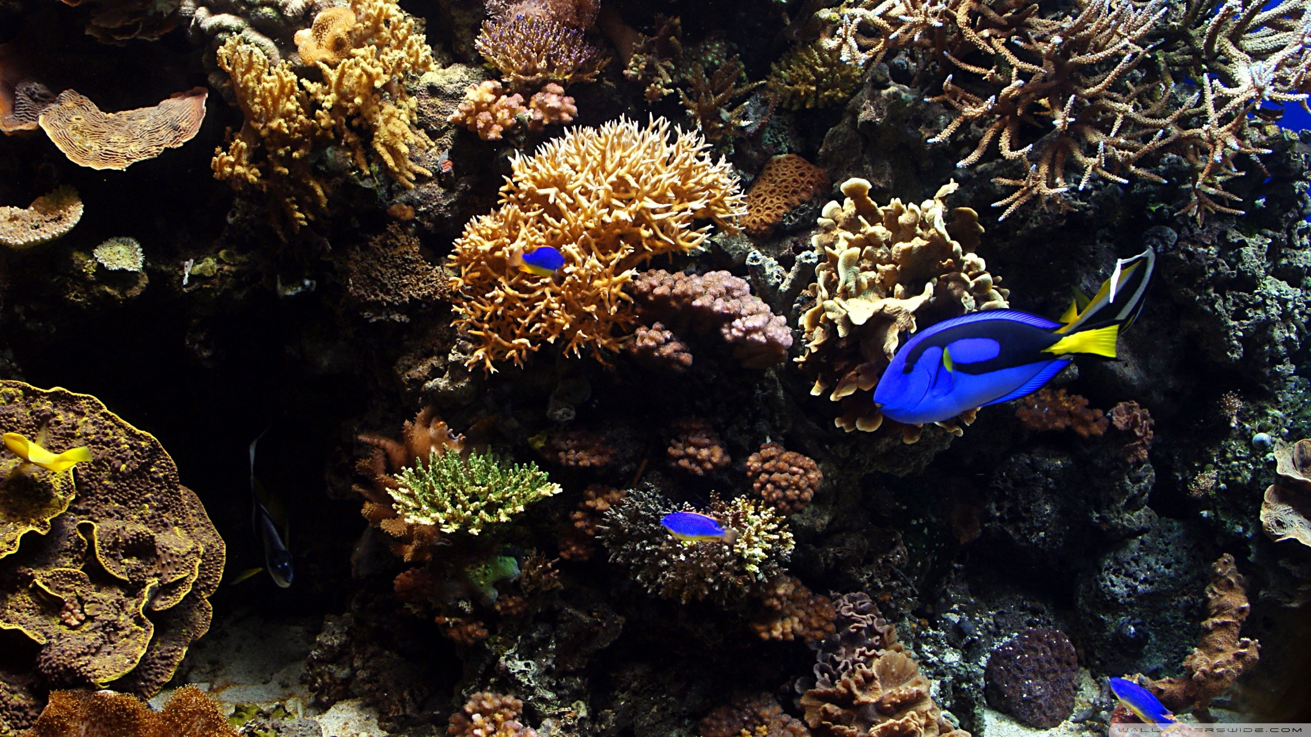 Detail Download Wallpaper Aquarium Nomer 51