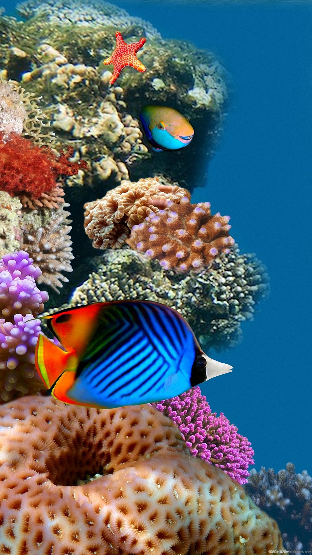 Detail Download Wallpaper Aquarium Nomer 52