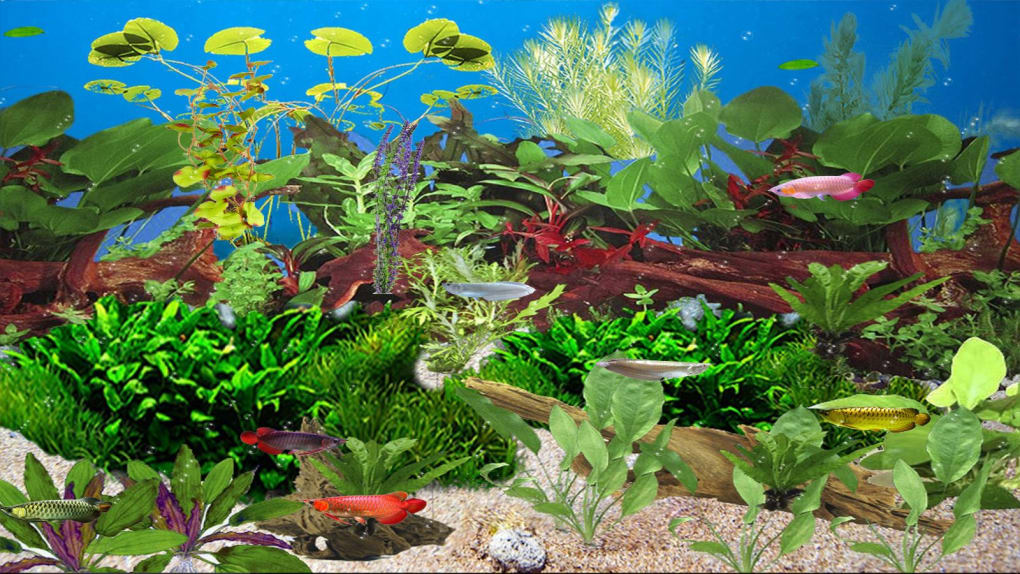 Detail Download Wallpaper Aquarium Nomer 56