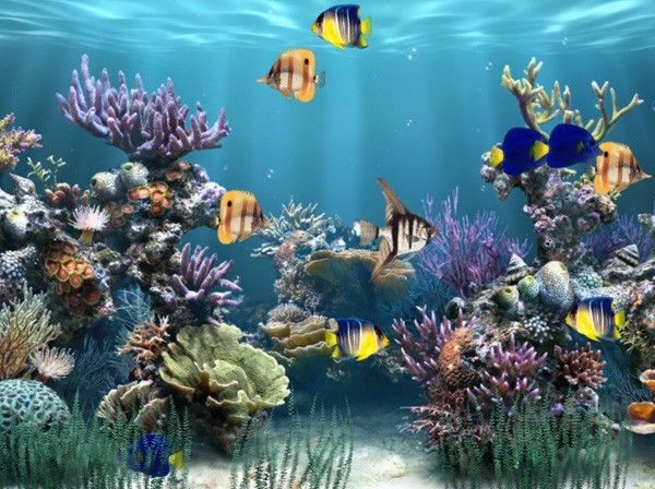 Detail Download Wallpaper Aquarium Nomer 9