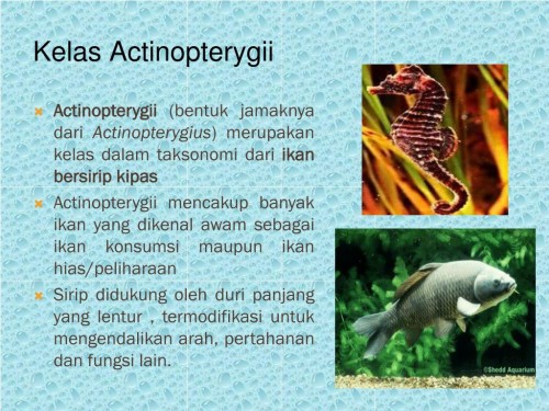 Detail Download Wallpaper Aquarium Ikan Bergerak Nomer 40