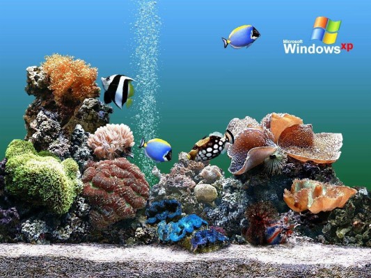 Detail Download Wallpaper Bergerak Windows Xp Gratis Nomer 23