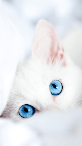 Detail Download Wallpaper Kucing Nomer 43