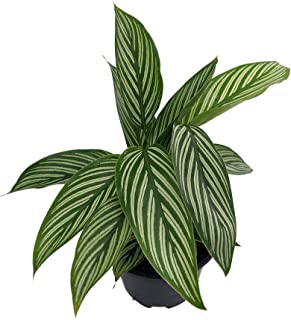 Detail Pflege Calathea Rufibarba Nomer 21