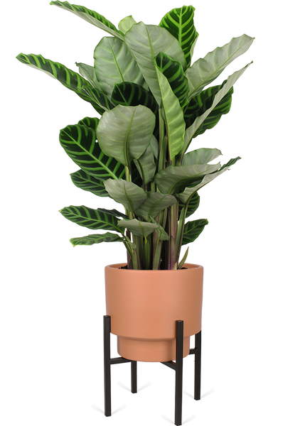 Detail Pflege Calathea Rufibarba Nomer 22